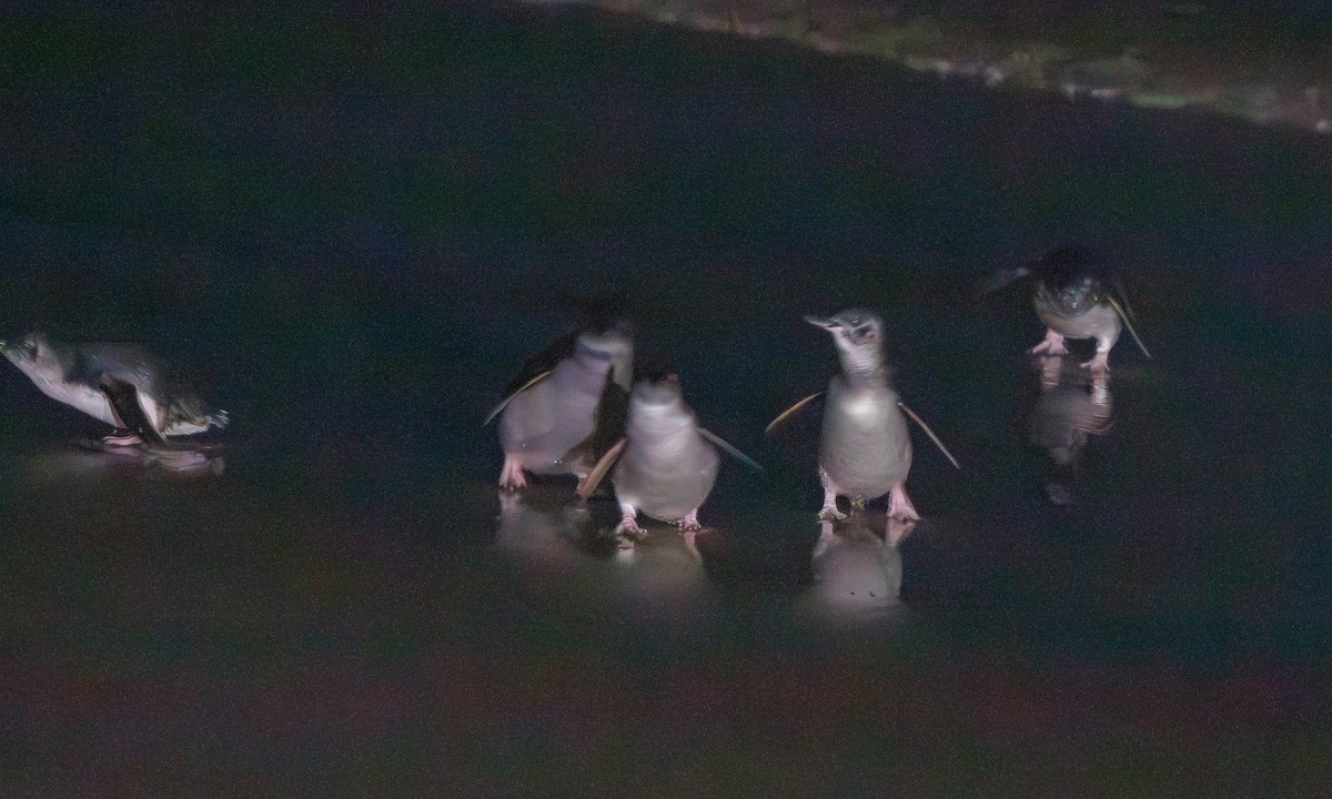 Little Penguin - ML643995131