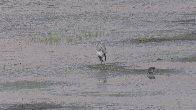 Хөх дэглий - ML643995139