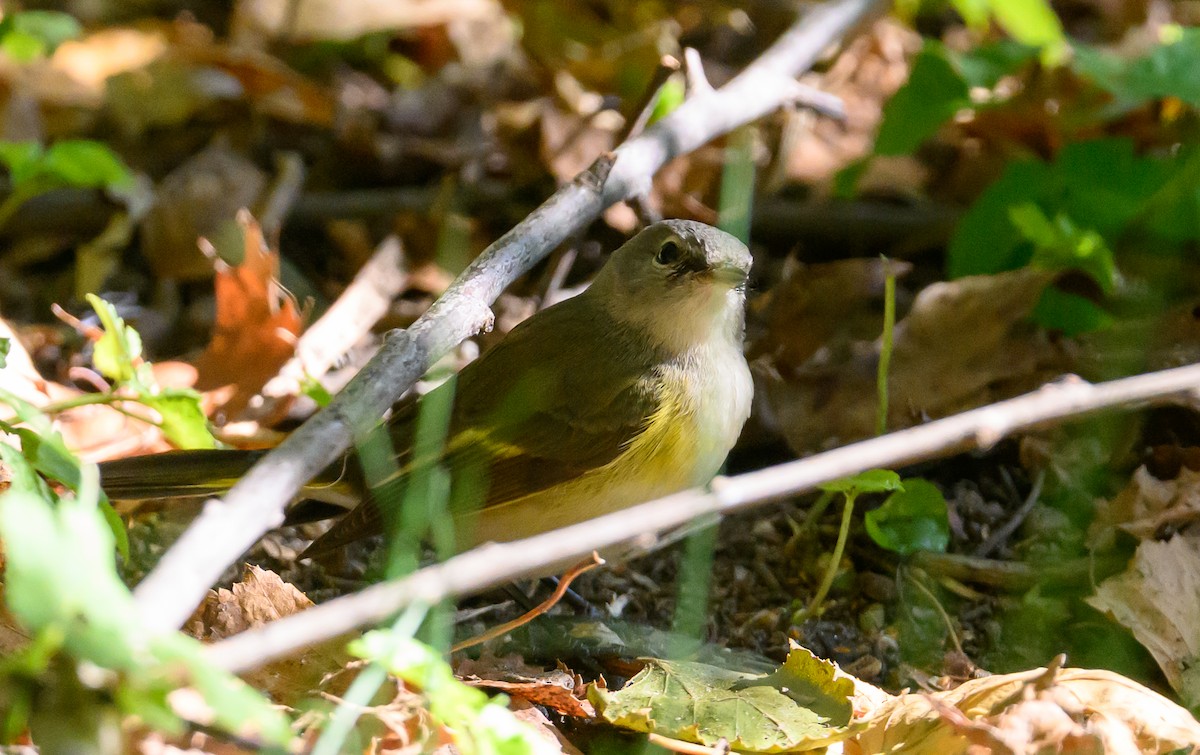 American Redstart - ML643995150