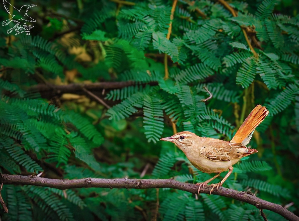 Rufous-tailed Scrub-Robin - ML643995193