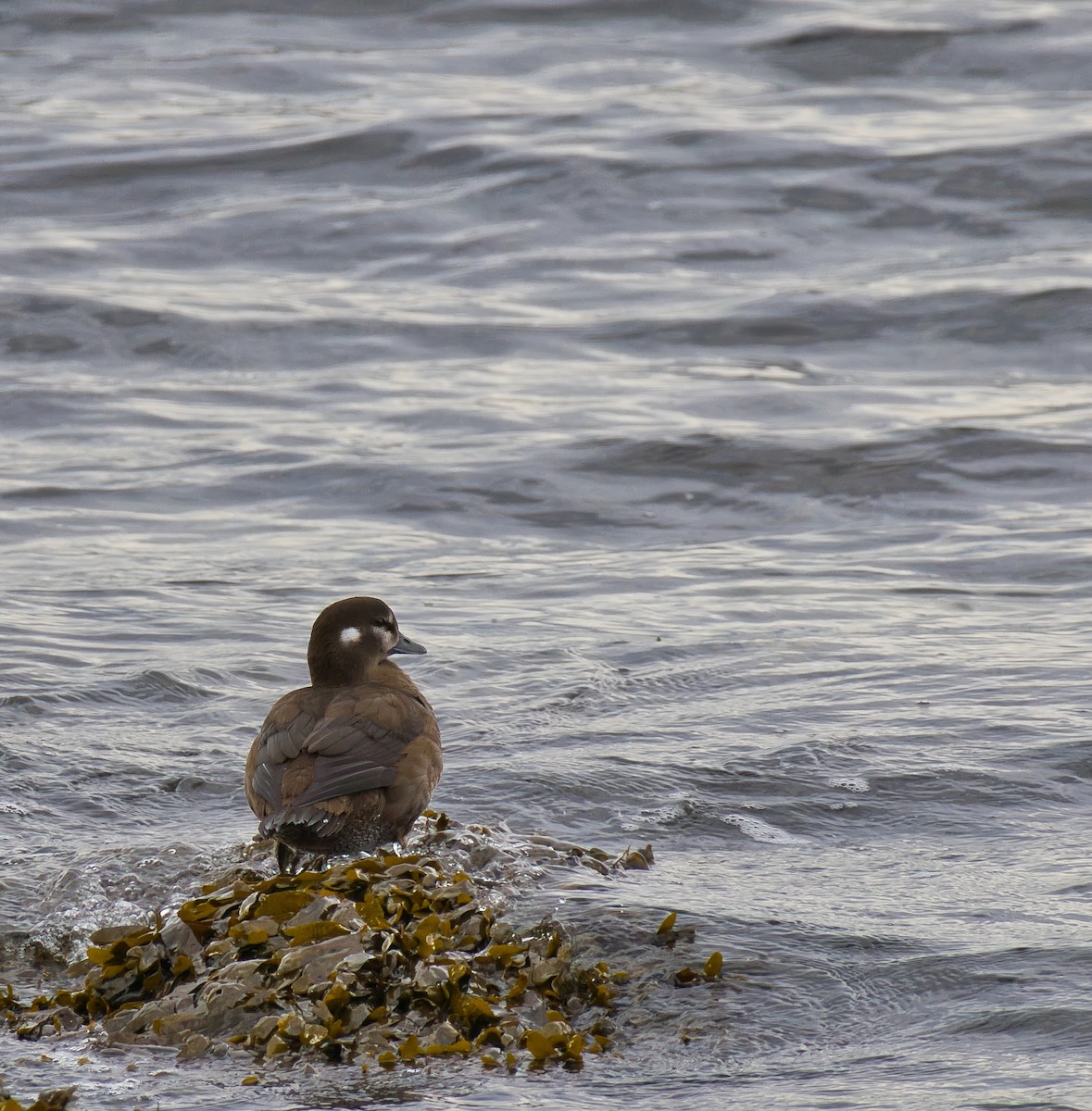 Harlequin Duck - ML643995198