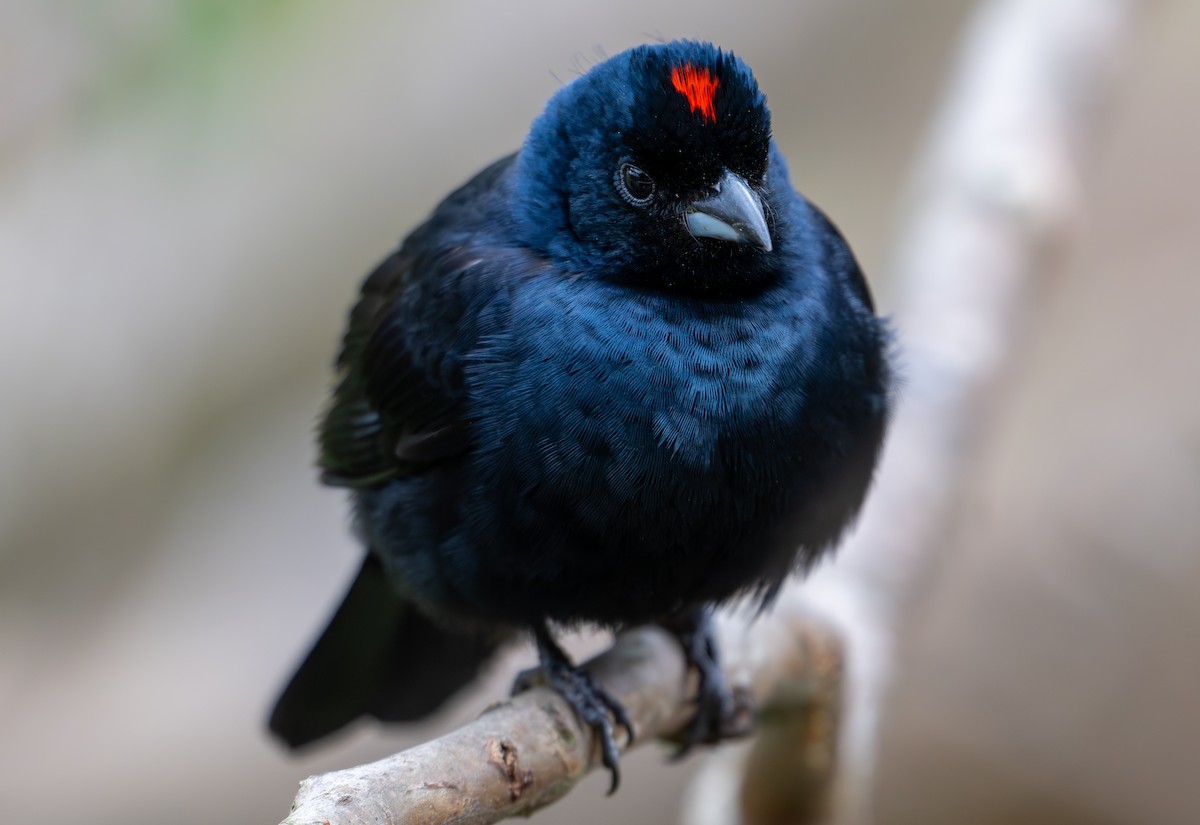 Ruby-crowned Tanager - ML643995231