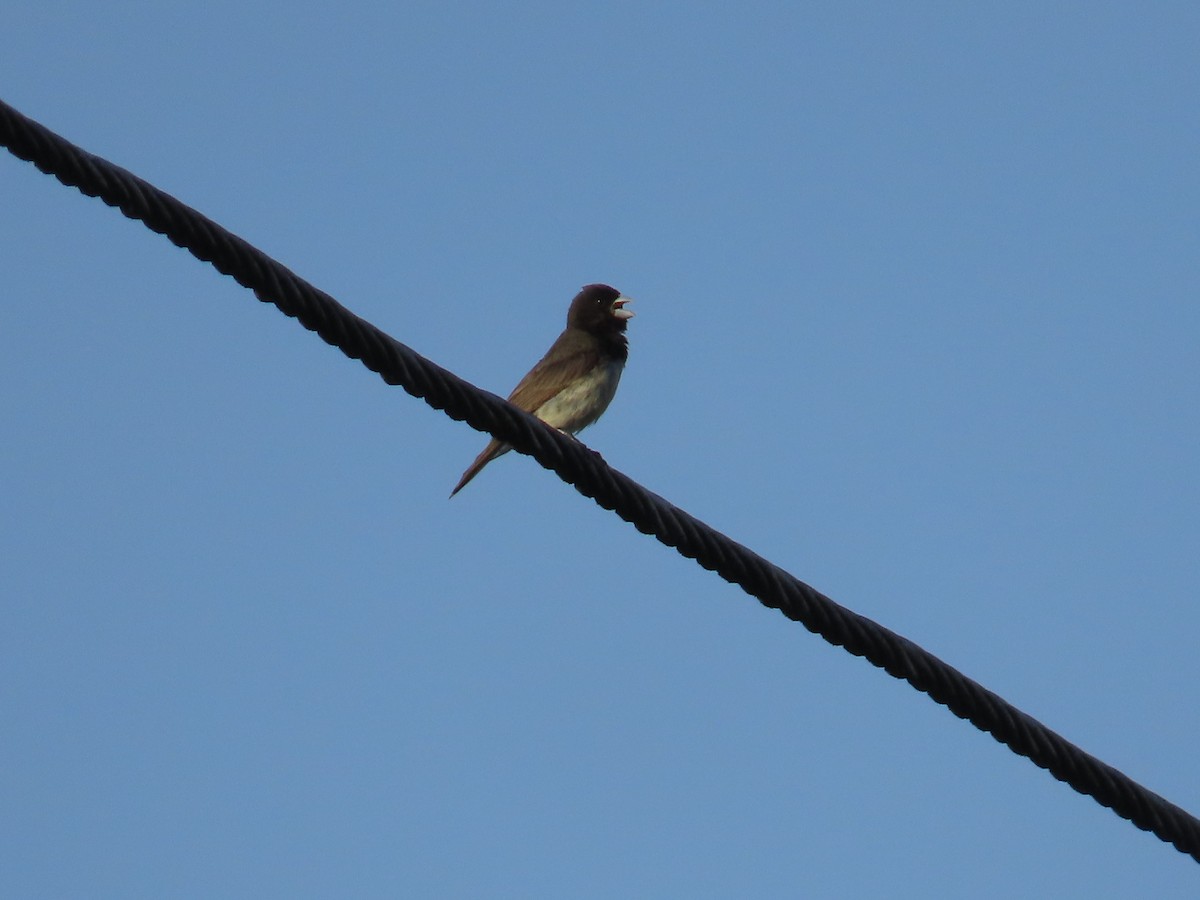 Yellow-bellied Seedeater - ML643995248