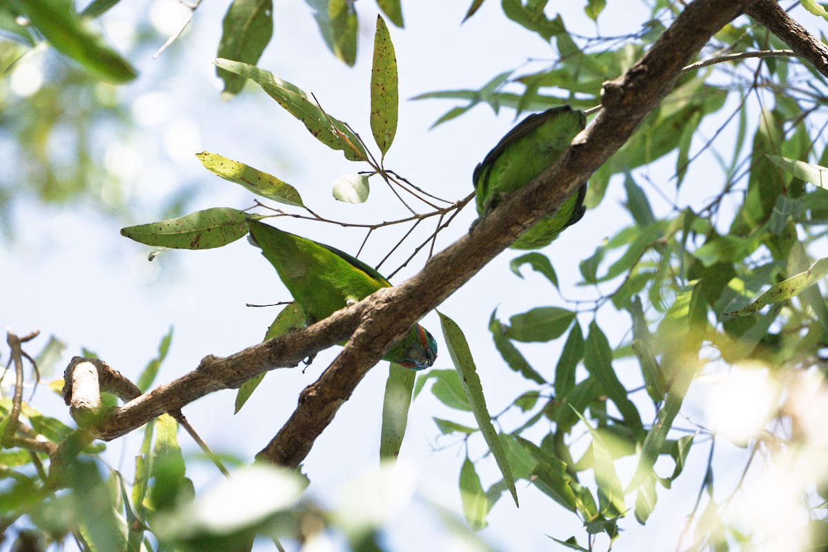 Double-eyed Fig-Parrot - ML643995249