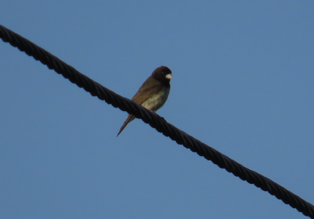 Yellow-bellied Seedeater - ML643995283