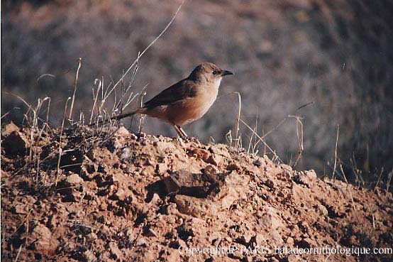 Fulvous Chatterer - ML643995288