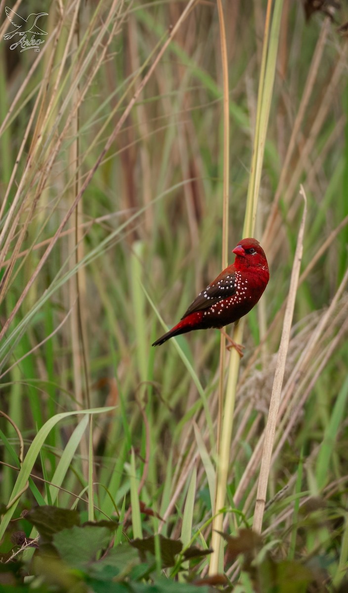 Bengali rouge - ML643995298
