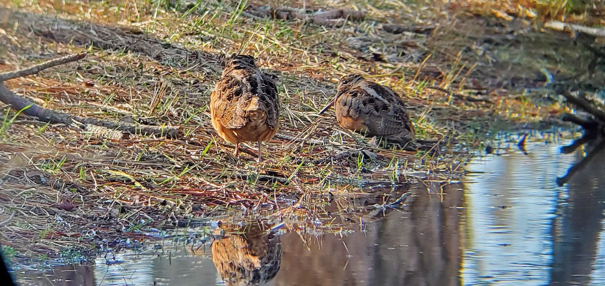 American Woodcock - ML643995310