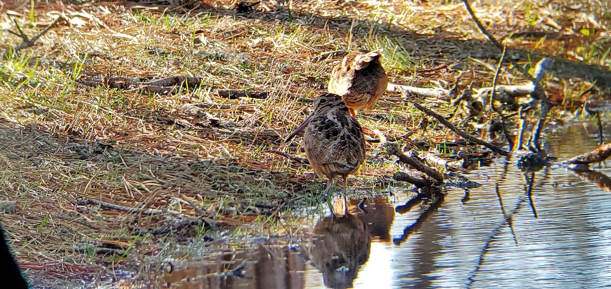 American Woodcock - ML643995311