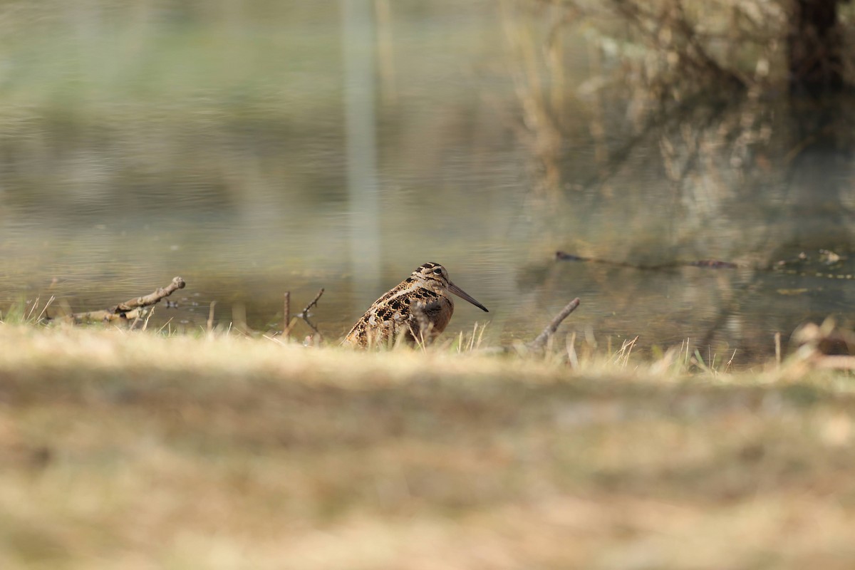 American Woodcock - ML643995312