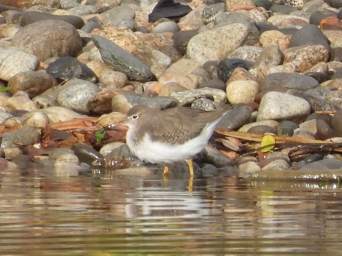 Spotted Sandpiper - ML643995328