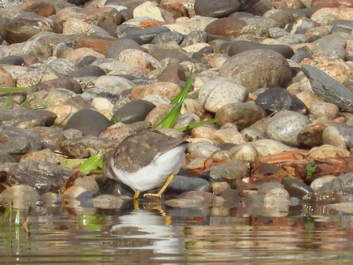 Spotted Sandpiper - ML643995329