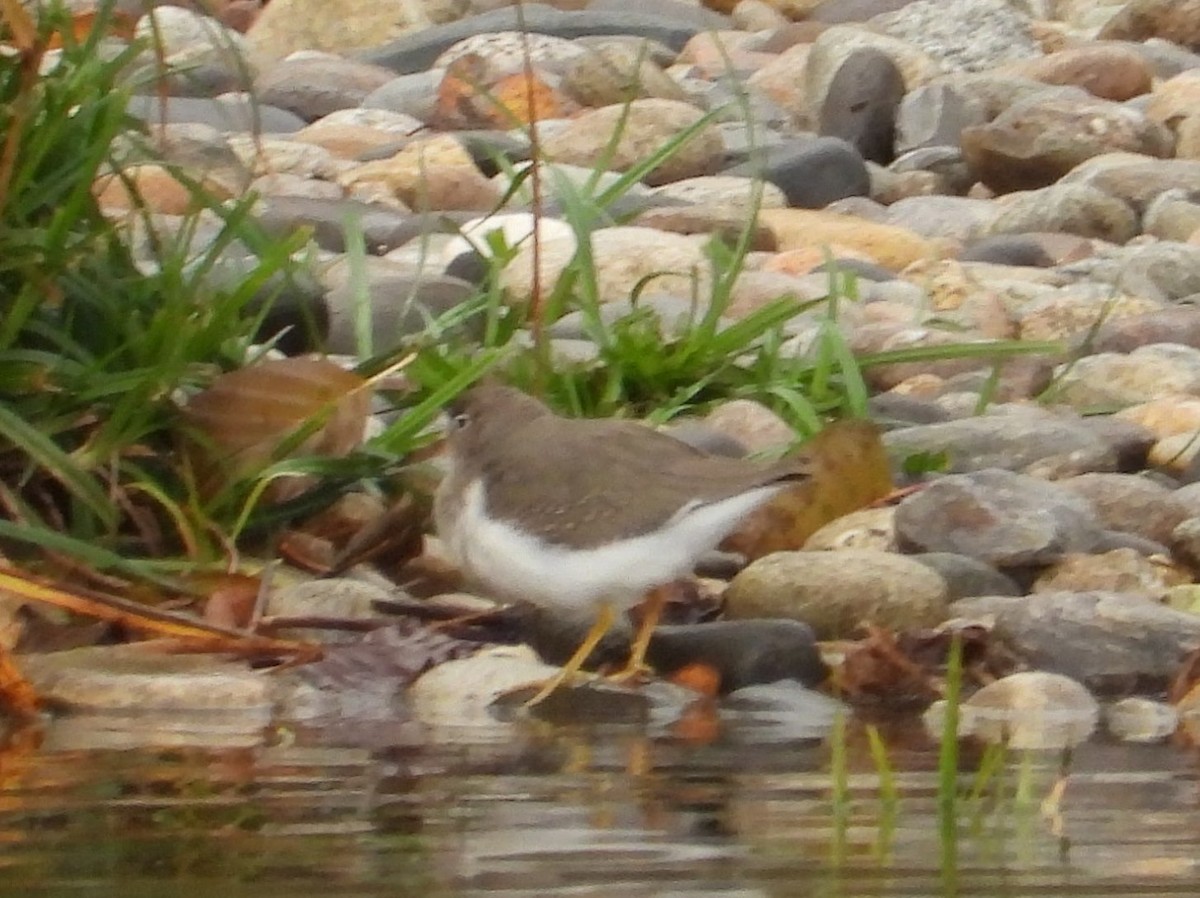 Spotted Sandpiper - ML643995330