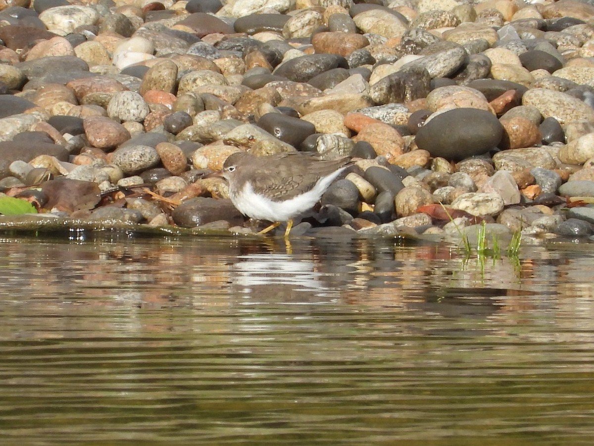 Spotted Sandpiper - ML643995331