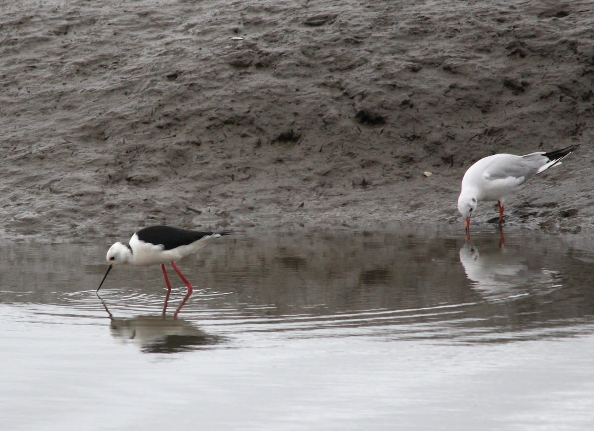 セイタカシギ - ML643995382