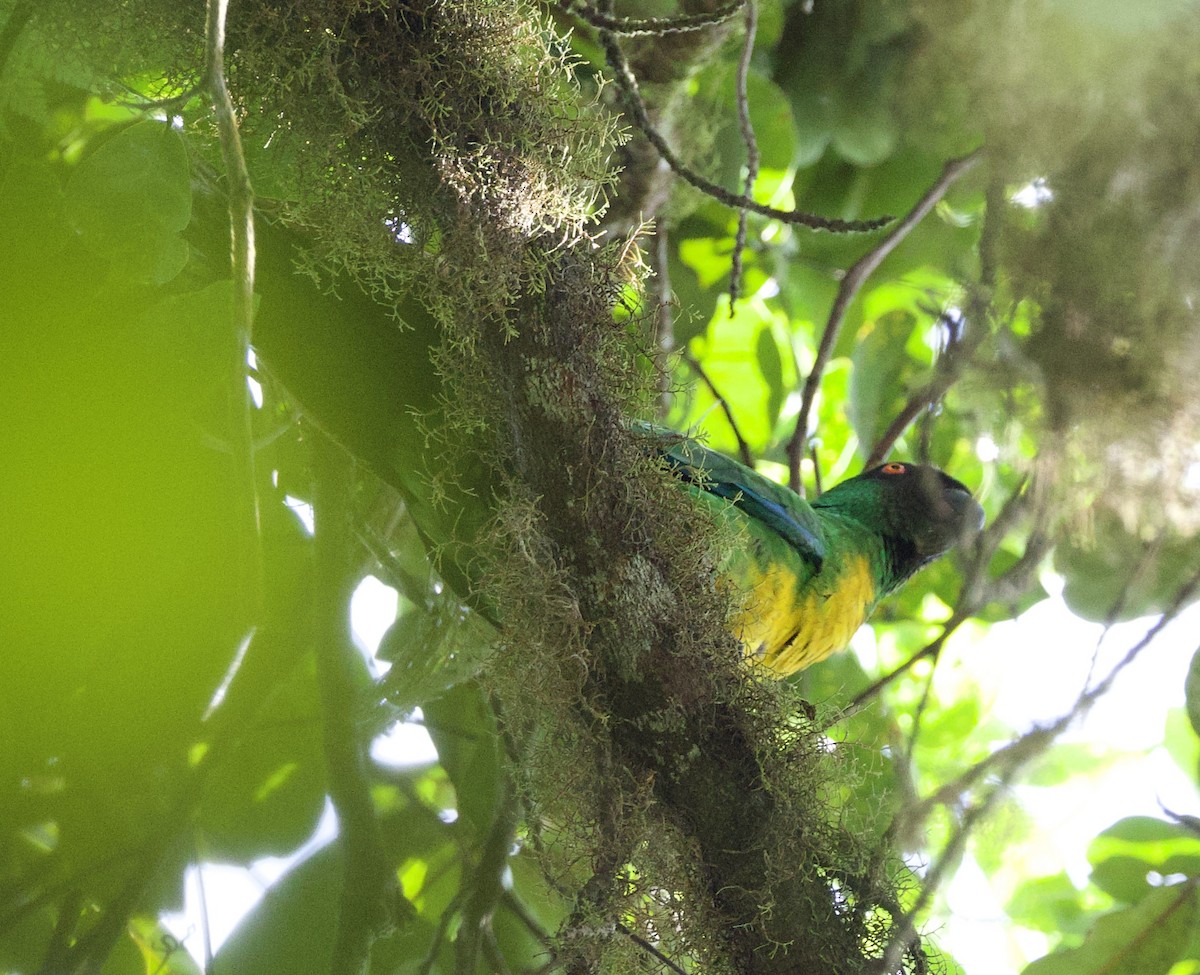 Maskeli Papağan - ML643995399