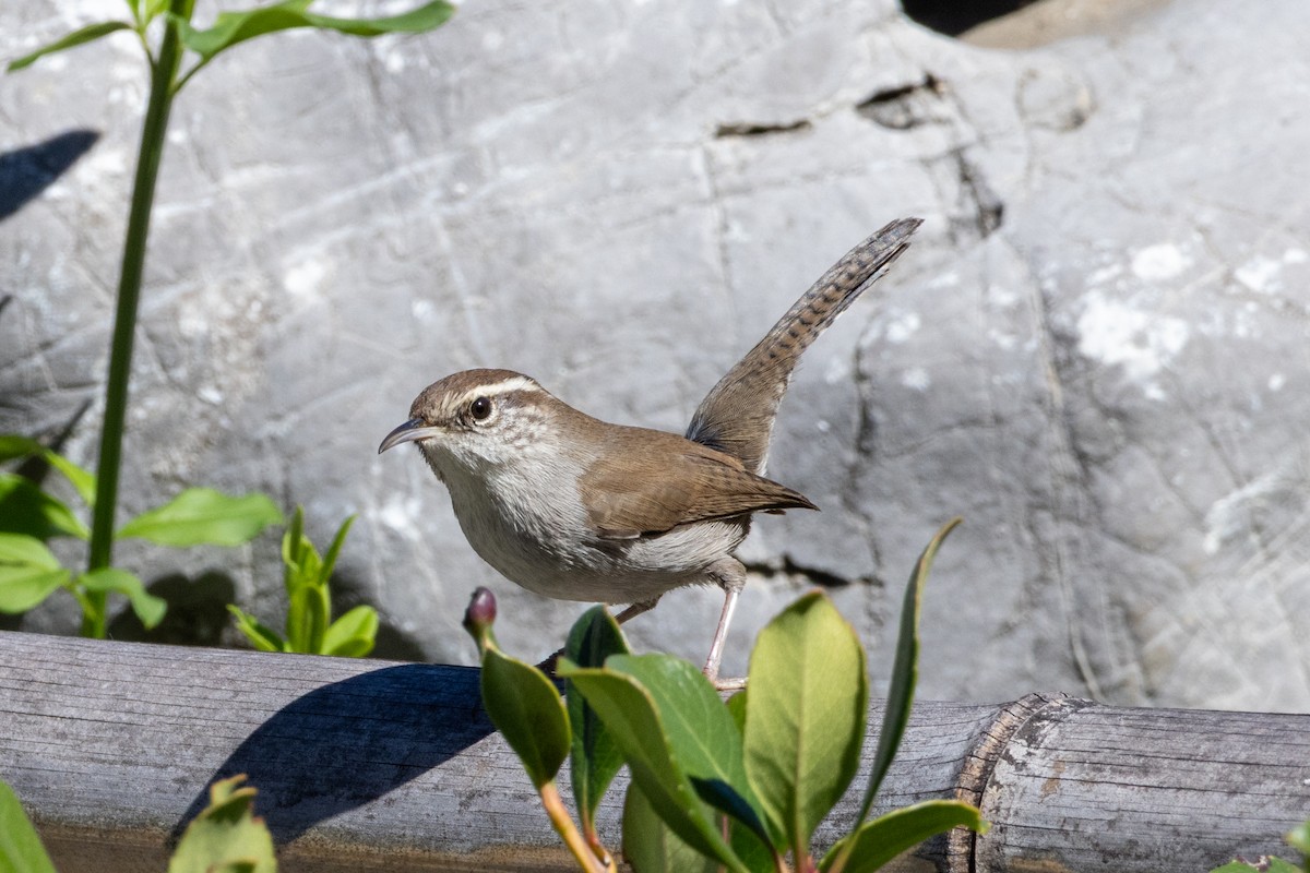 Bewick's Wren - ML643995410