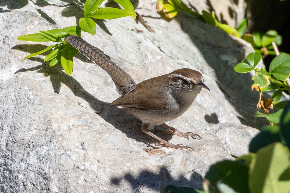 Bewick's Wren - ML643995411