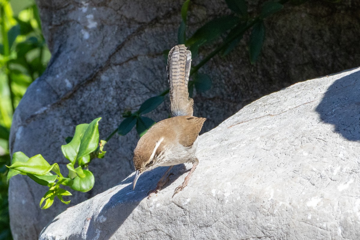Bewick's Wren - ML643995412