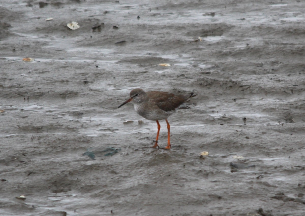 アカアシシギ - ML643995414