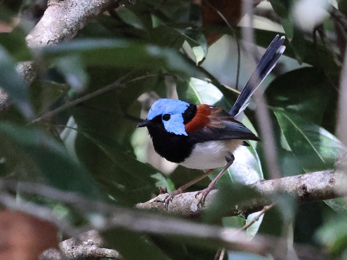 Schmuckstaffelschwanz - ML643995434