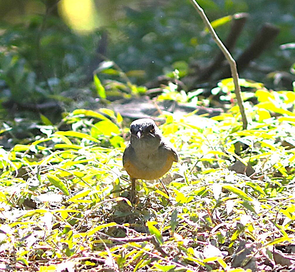 Forest Rock-Thrush - ML643995446
