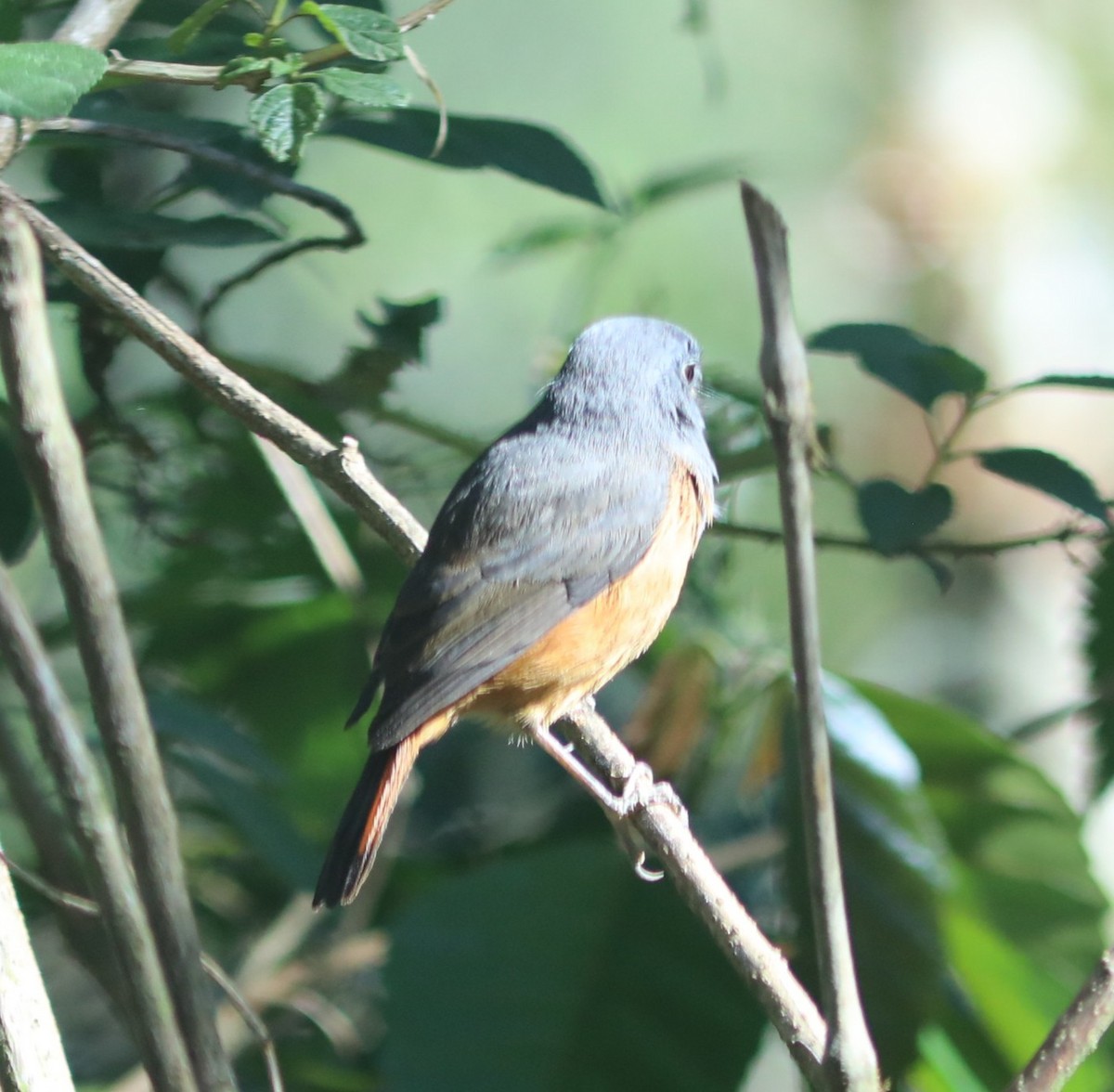 Forest Rock-Thrush - ML643995447
