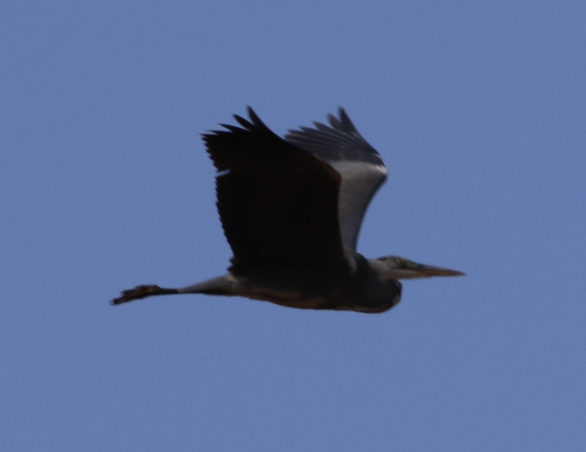 Gray Heron - ML643995458