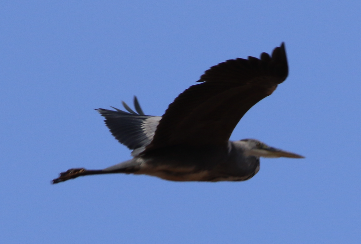 Gray Heron - ML643995464
