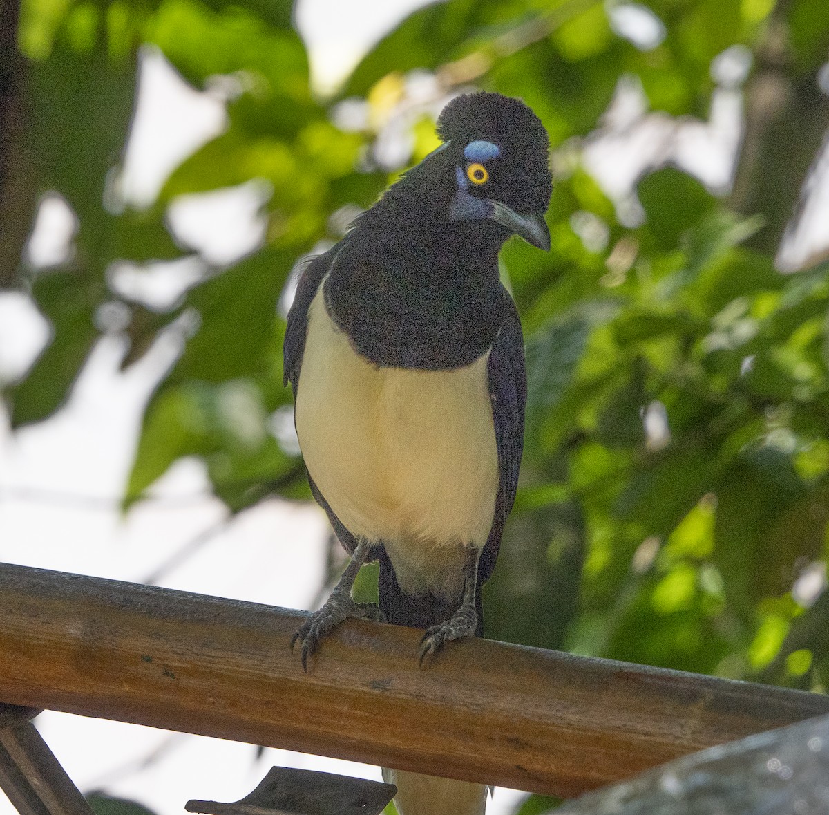 Plush-crested Jay - ML643995469