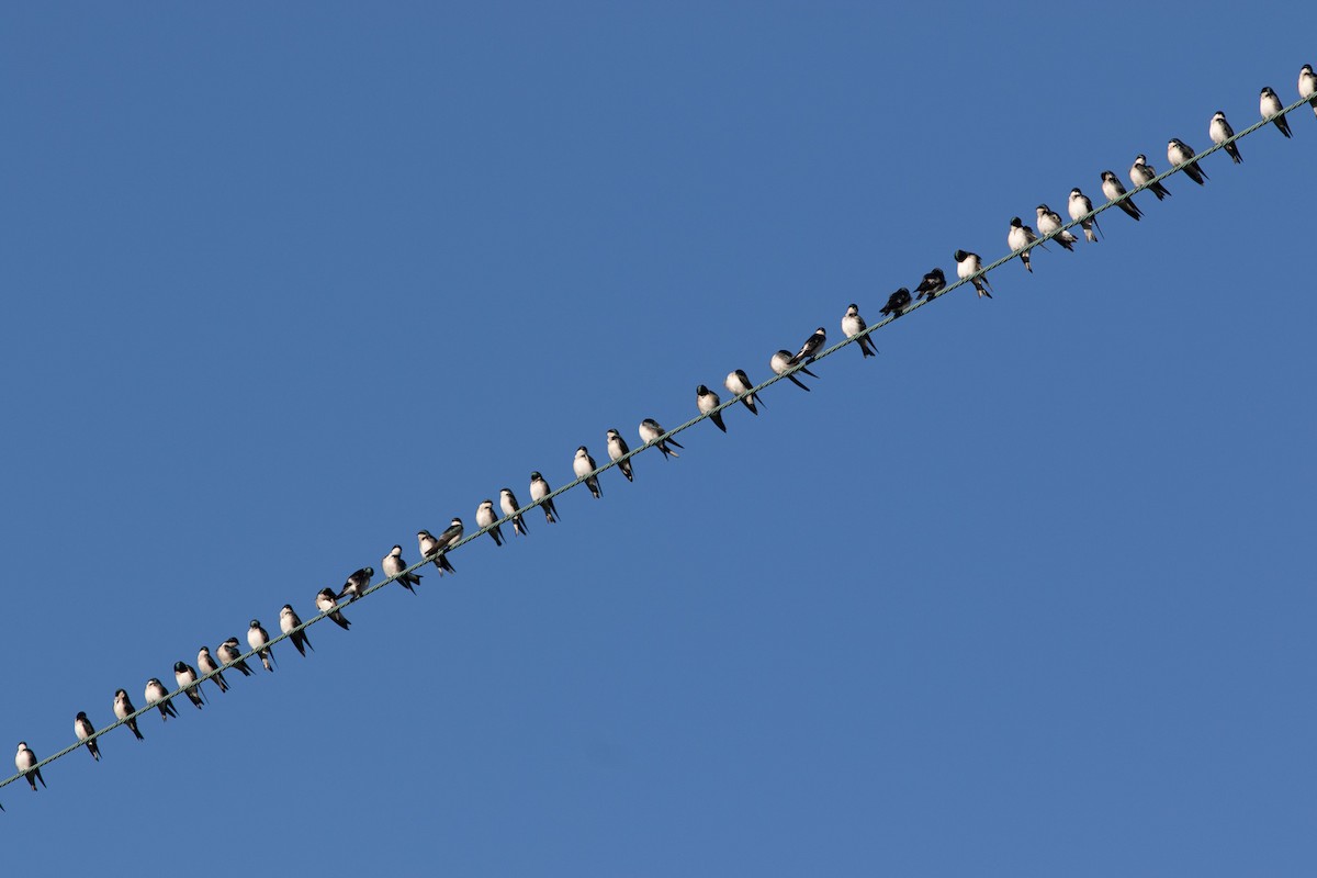 Tree Swallow - ML643995477