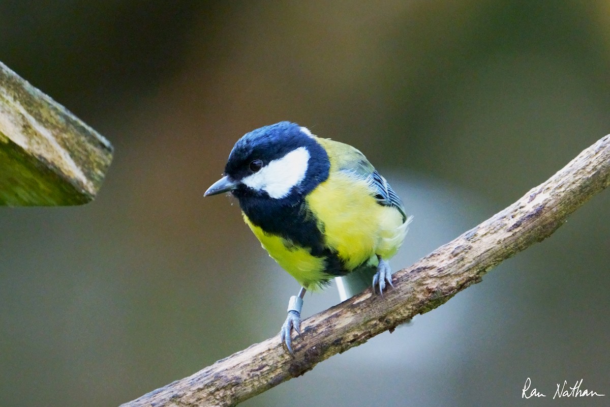 Mésange charbonnière (groupe major) - ML643995479