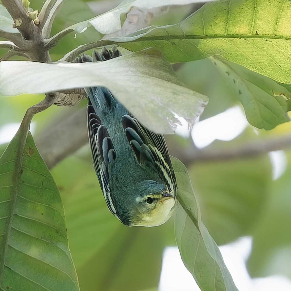 Cerulean Warbler - ML643995492