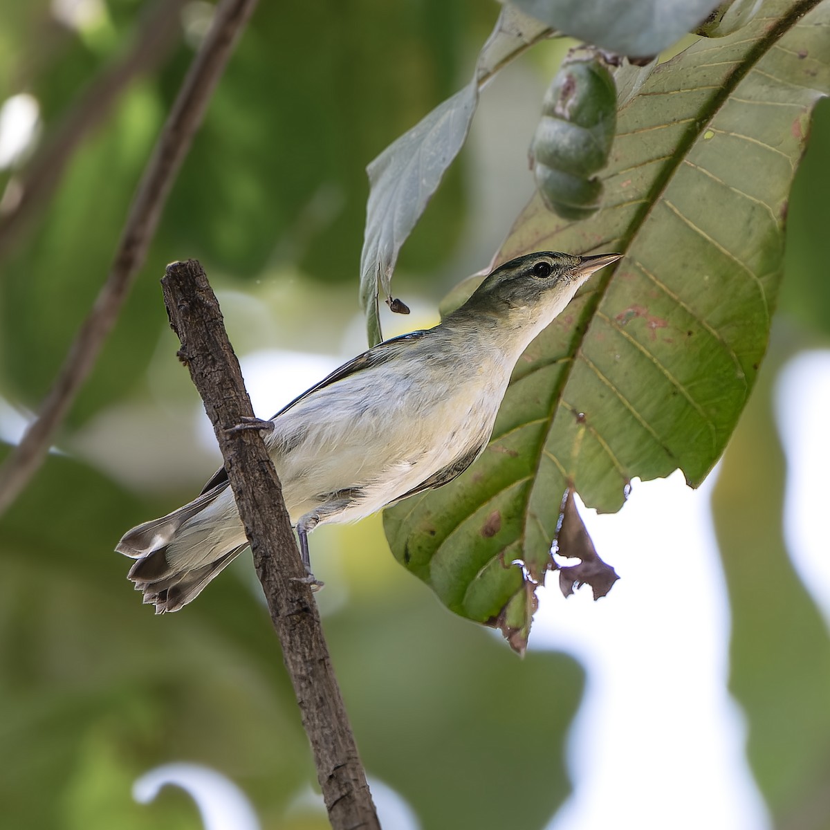 Cerulean Warbler - ML643995493