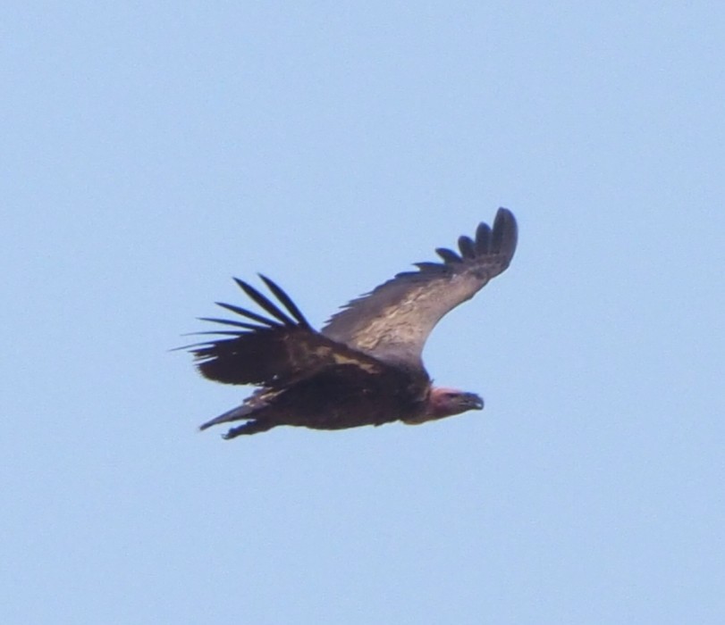 Rüppell's Griffon - ML643995506
