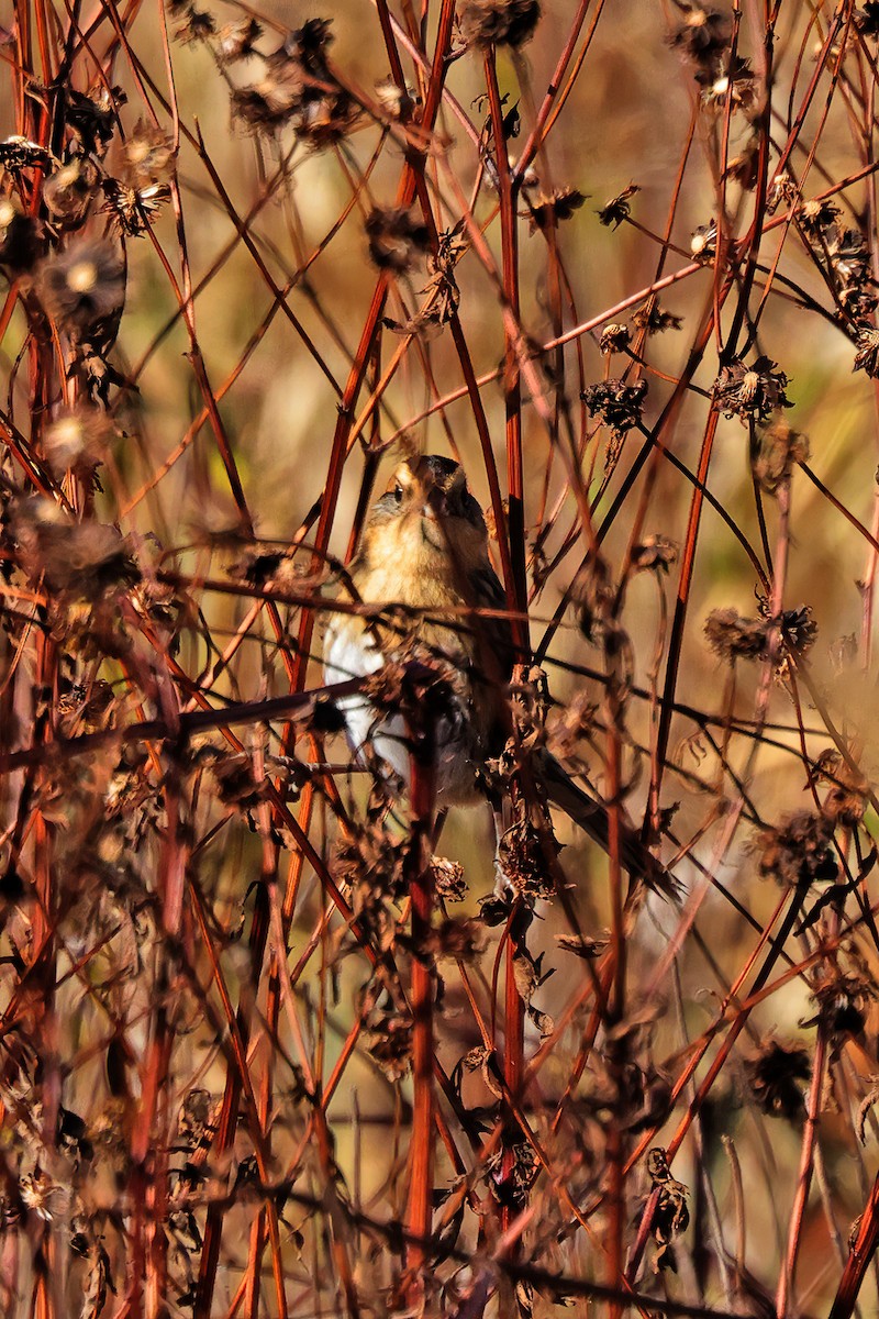 LeConte's Sparrow - ML643995525
