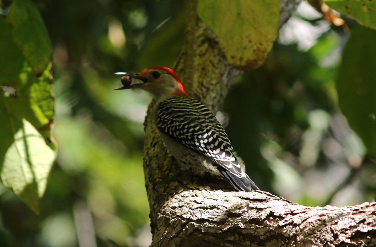 Red-bellied Woodpecker - ML643995533