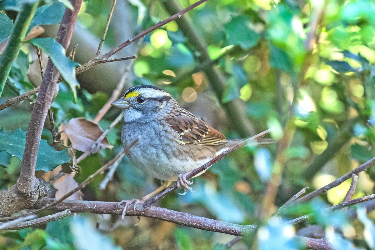 White-throated Sparrow - ML643995548