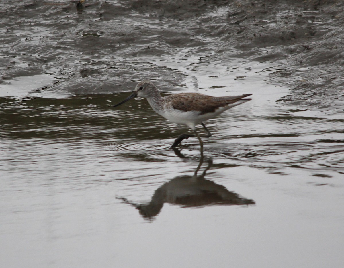 アオアシシギ - ML643995549