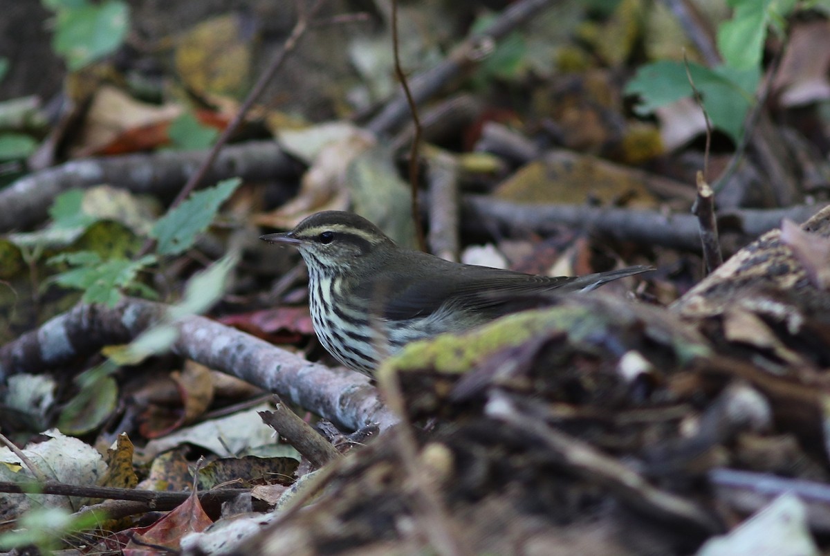 Northern Waterthrush - ML643995551