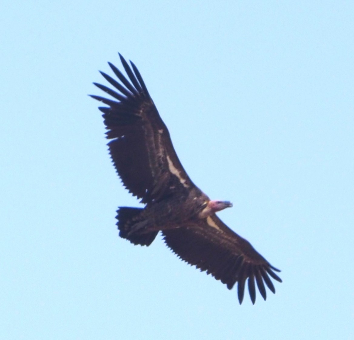 Rüppell's Griffon - ML643995556