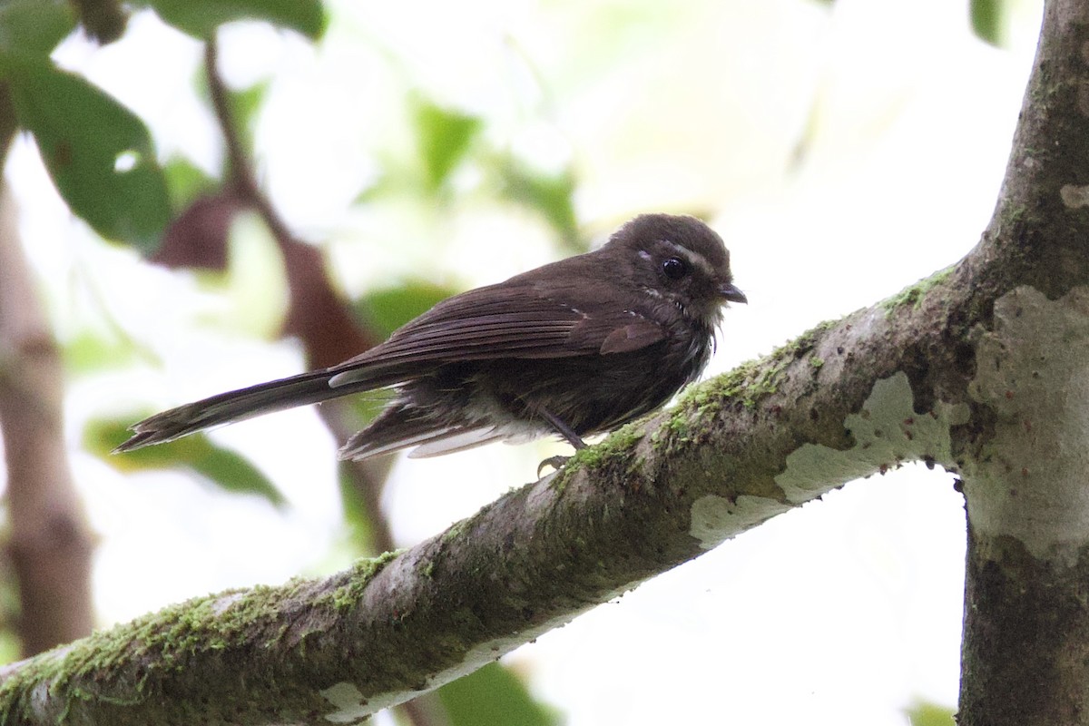 Fiji Streaked Fantail (Viti Levu) - ML643995569