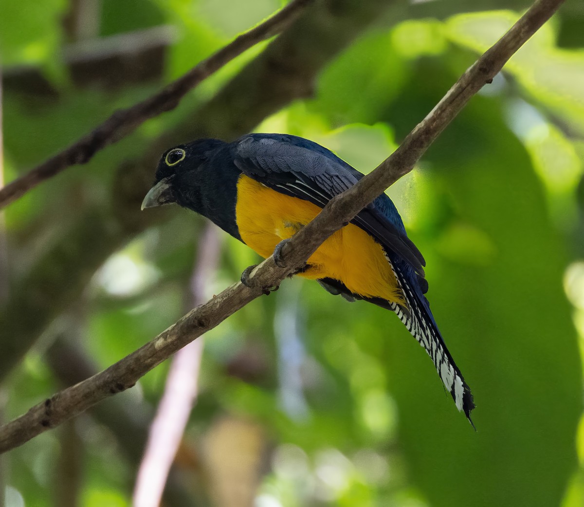 Trogon de Sclater - ML643995579