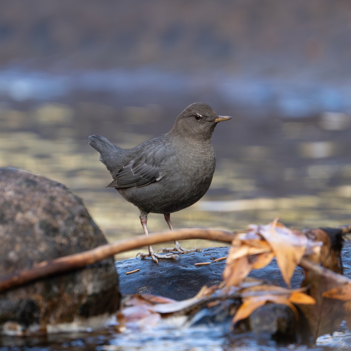 American Dipper - ML643995580