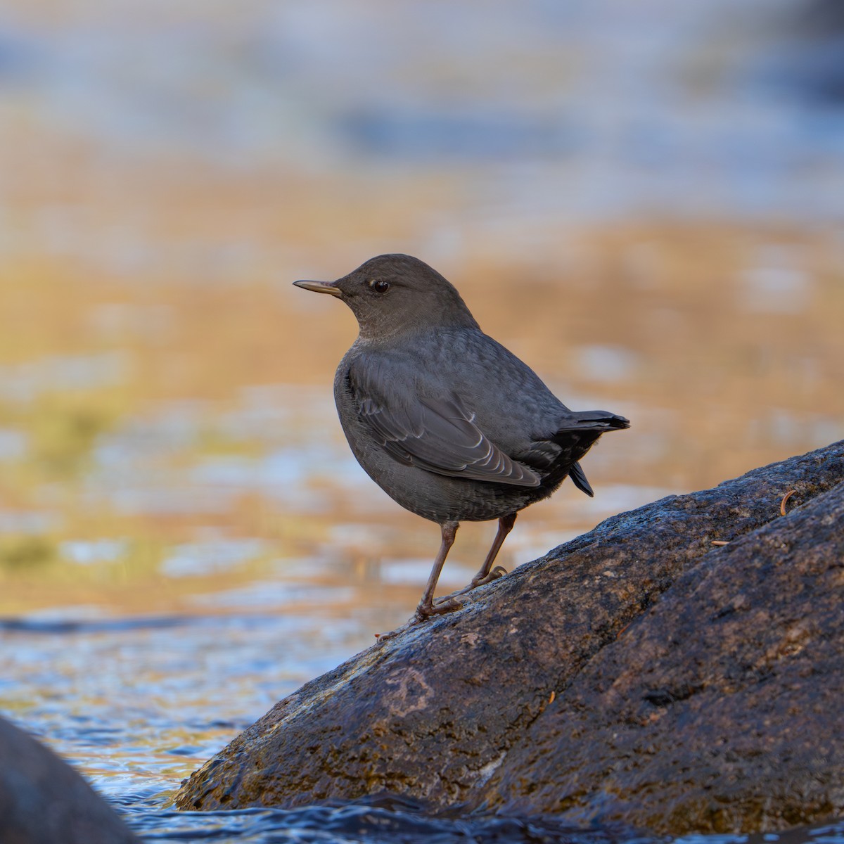 American Dipper - ML643995581