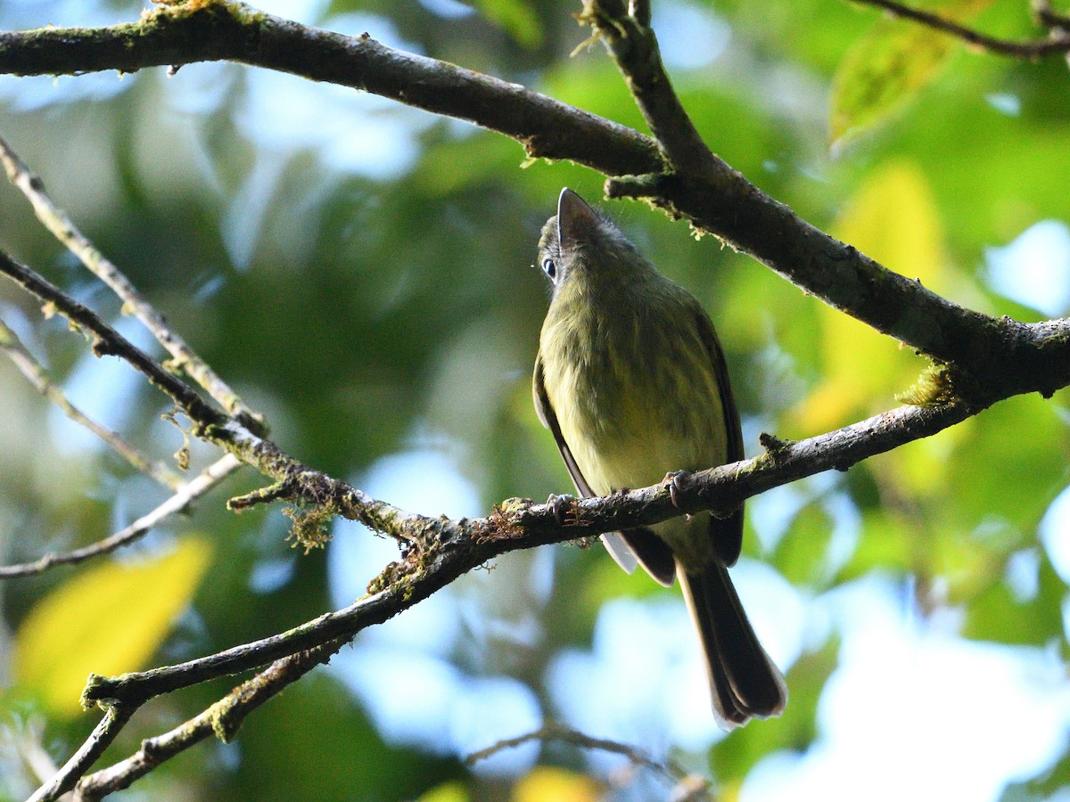 Tyranneau à bec court - ML643995584