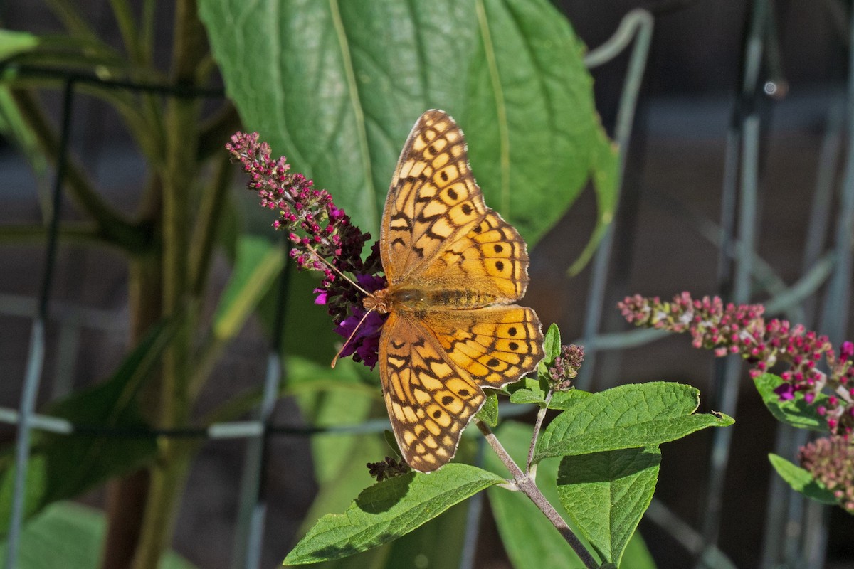 Variegated Fritillary - ML643995595