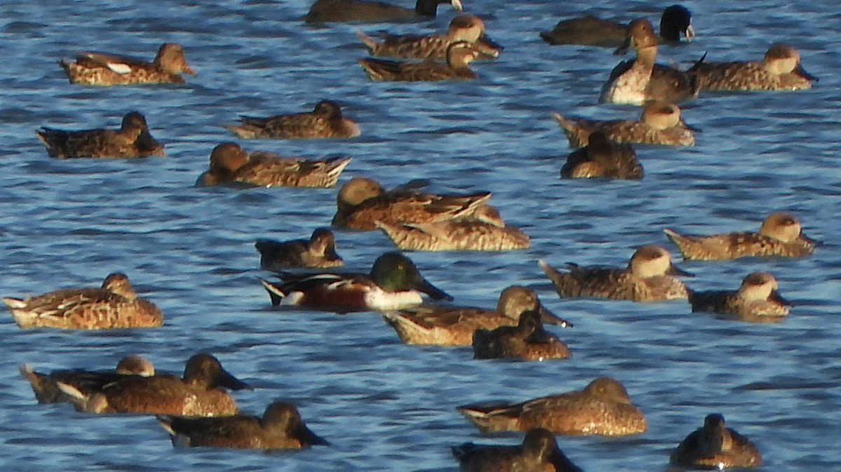 Marbled Duck - ML643995611