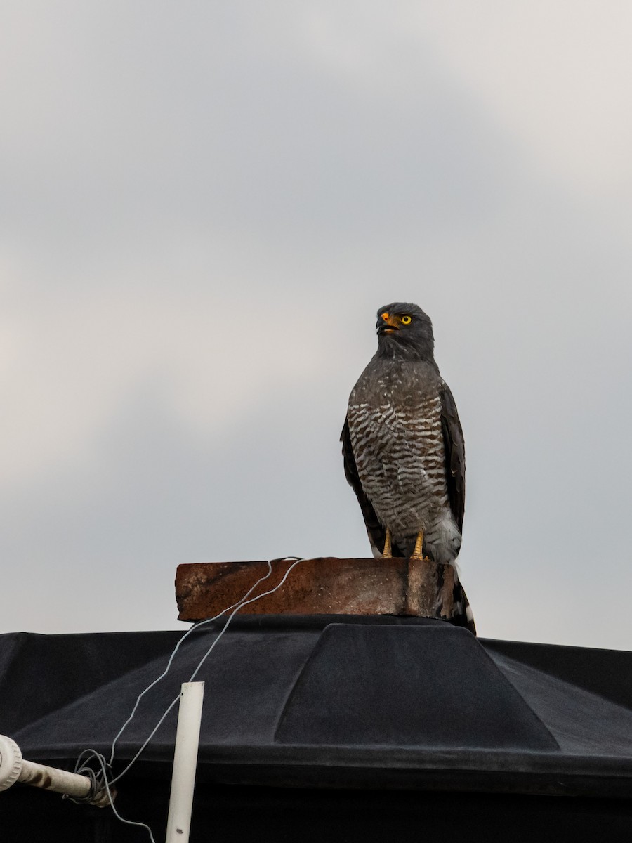 Roadside Hawk - ML643995612