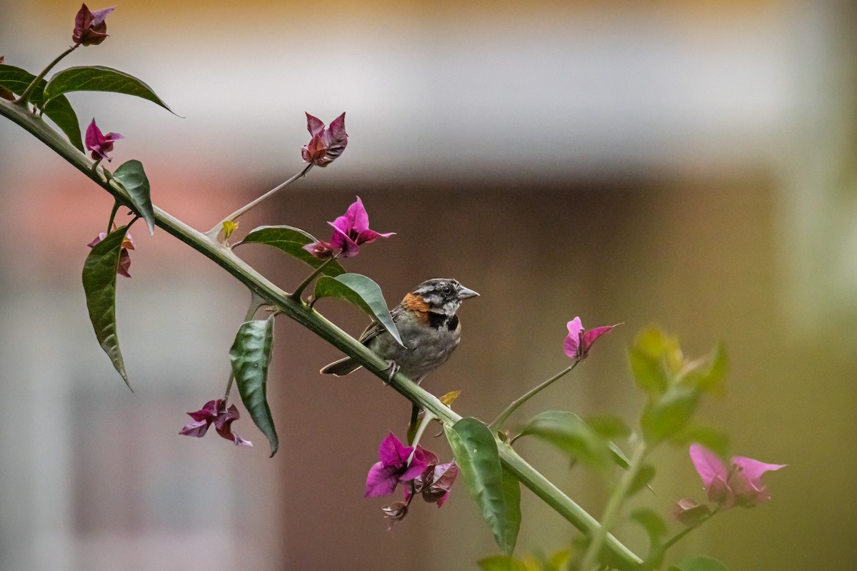 Rufous-collared Sparrow - ML643995620
